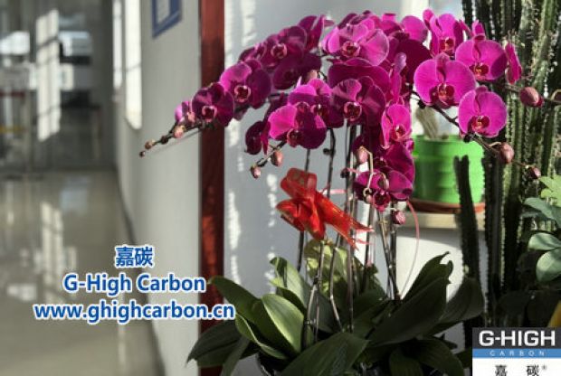 蝴蝶蘭綻活力，政企情暖新春